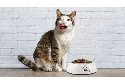 Seniorenkatzenfutter – brauchen alte Katzen spezielles Futter?