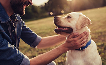 Um den Hund in stressauslösenden Situationen zu unterstützen, muss die Ursache erkannt werden.