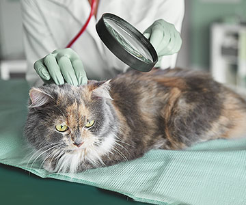 Diagnose beim Tierarzt