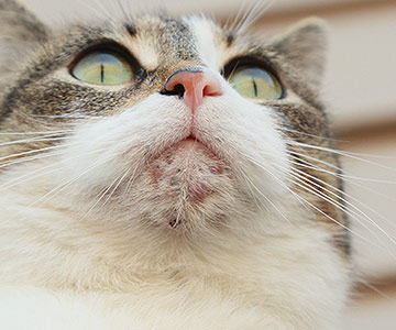 Feline Katzenakne