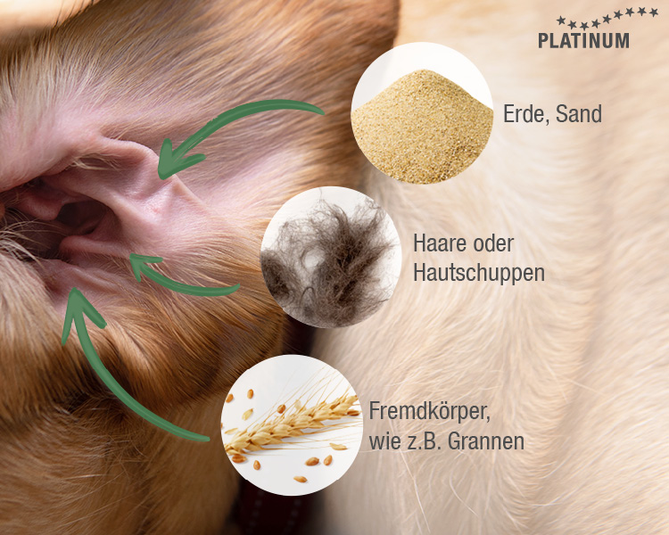 Rassebedingte Unterschiede in der Form der Ohren können die Selbstreinigung beeinträchtigen