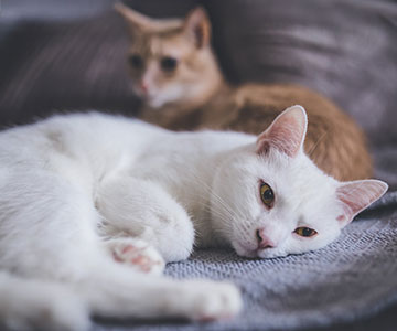 Zwei Katzen liegen entspannt nebeneinander Zwei Katzen kuscheln sich aneinander