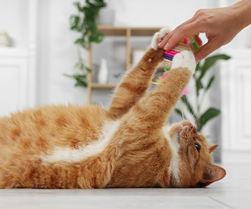 Mensch spielt mit Katze