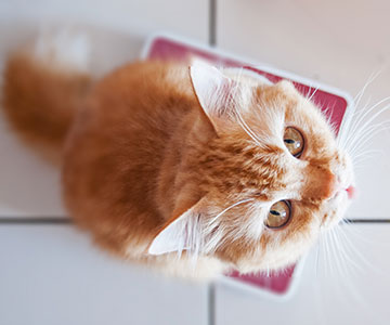 Um eine Katze zu wiegen, kann man sie mit einem Leckerli auf die Waage locken. Katzen wiegen, um herauszufinden, ob sie Übergewicht, Untergewicht oder Normalgewicht hat.