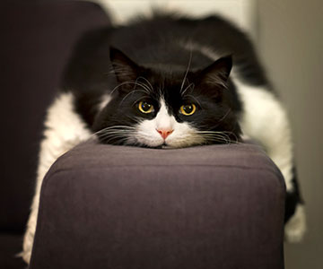 Zu viel Katzenfutter bei zu wenig Bewegung führt zu Übergewicht bei Katzen.