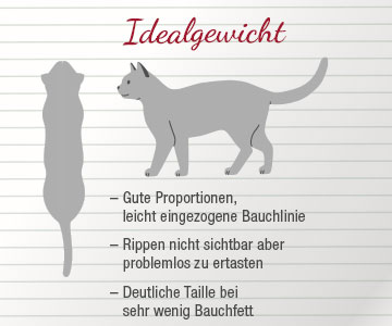 Katze mit Idealgewicht