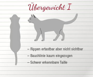 Katze mit leichtem Übergewicht