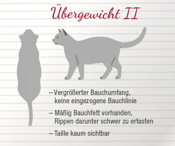 Katze mit starkem Übergewicht