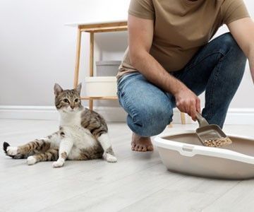Katze und Hund aneinander gewöhnen: Die unterschiedliche Körpersprache