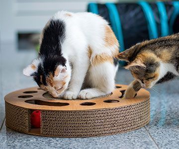 rg-katze-ernaehrung-activity-feeding-content-trockenfutter-katzenfutter-fummelbrett-futterball360px-2