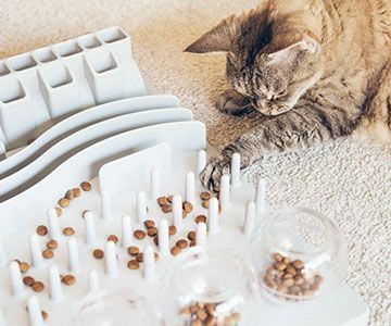 rg-katze-ernaehrung-activity-feeding-content-trockenfutter-katzenfutter-fummelbrett-futterball360px-3