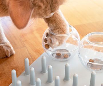rg-katze-ernaehrung-activity-feeding-content-trockenfutter-katzenfutter-fummelbrett-futterball360px-4