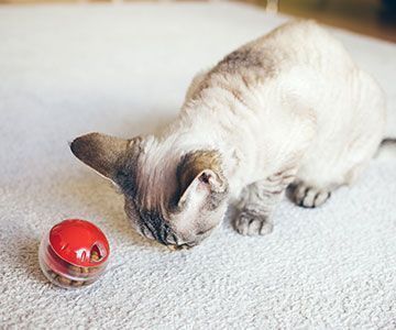 rg-katze-ernaehrung-activity-feeding-content-trockenfutter-katzenfutter-fummelbrett-futterball360px-5