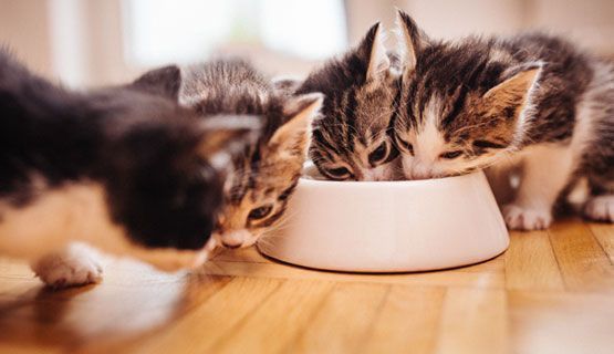 ts-katzen-zuechter-fuetterungstabelle