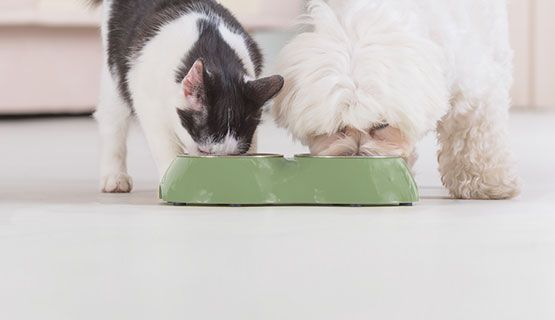 ts-service-abo-hundefutter-katzenfutter-lieferung-regelmaessig