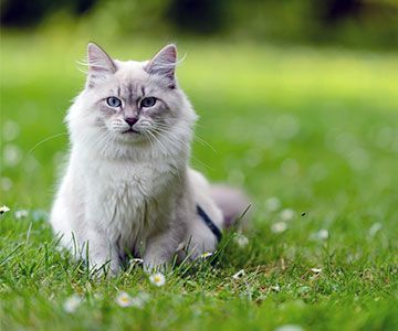 rg_katze-allg-tipps-1-gesicherter-freigang-katze