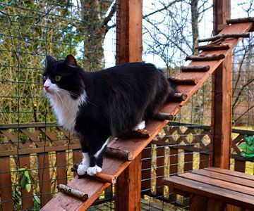 rg_katze-allg-tipps-2-gesicherter-freigang-katze