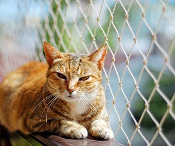 rg_katze-allg-tipps-3-gesicherter-freigang-katze
