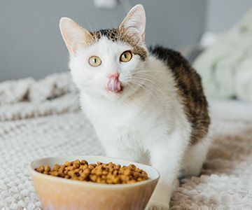 Erkennen Sie, ob es sich um eine Allergie oder eine Unverträglichkeit handeltFuttermittelallergie oder Futtermittelunverträglichkeit bei Katzen Symptome von Futtermittelallergie und Futtermittelunverträglichkeit bei Katzen
