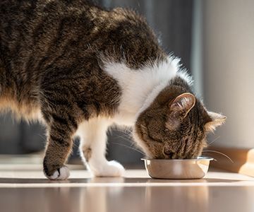Bei einer Futtermittelallergie oder -unverträglichkeit hilft nur eine AusschlussdiätWas hilft bei einer Futtermittelallergie bei Katzen? Ausschlussdiät!