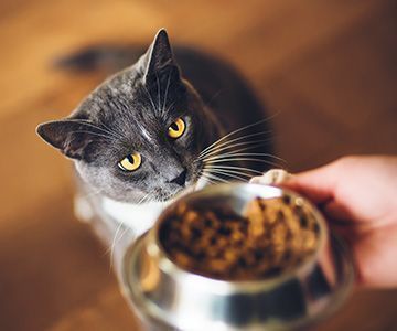 Mittels Provokationstest Futtermittelallergie und Futtermittelunverträglichkeit bei der Katze feststellenProvokationstest bei Ausschlussdiät bei Katzen durchführen