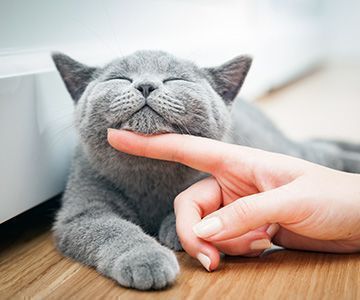 Wie kann ich der Katze bei einer Futtermittelallergie helfen?Wie kann ich meiner Katze bei Futterallergie am besten helfen?