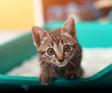 Kitten die unter Durchfall leiden, sollten zeitnah vom Tierarzt untersucht werdenDurchfall bei Katzenbabys
