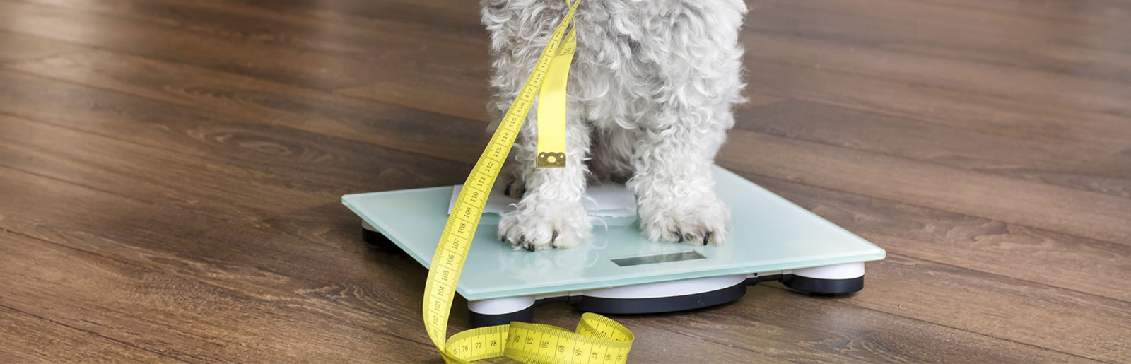 ratgeber-header-ernaehrung-bmi-hund-idealgewicht