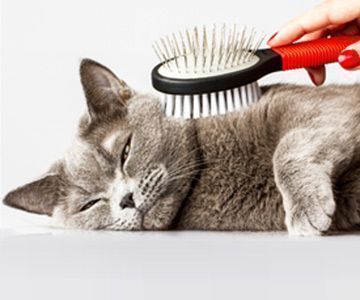 Die Stärke des Fellwechsels kann bei Katzen je nach Rasse unterschiedlich sein