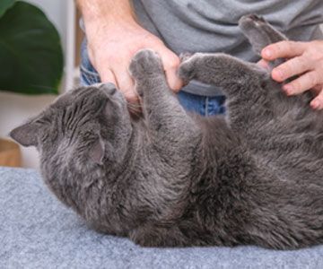 Was tun, wenn sich meine Katze nicht bürsten lässt?