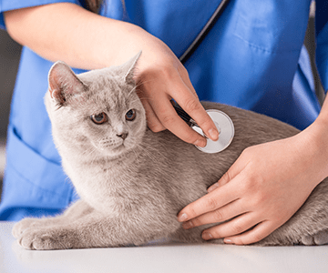 Durchfall bei Katzen: Der Tierarzt sucht die Ursachen wie z.B. Würmer, Infektionen oder Vergiftungen und verordnet geeignete Medikamente wie bspw. ein DurchfallmittelUntersuchung nach den Ursachen für Durchfall bei Katzen