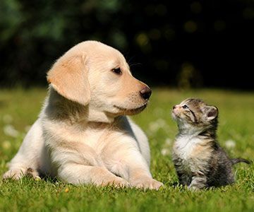 Katze und Hund lassen sich am besten im Welpenalter aneinander gewöhnen