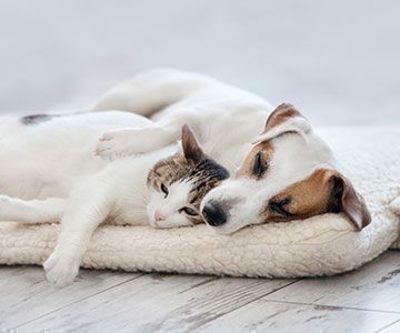 Katze und Hund sollten Schritt für Schritt zusammengeführt werden