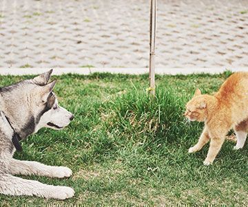 Katze und Hund aneinander gewöhnen: Die unterschiedliche Körpersprache