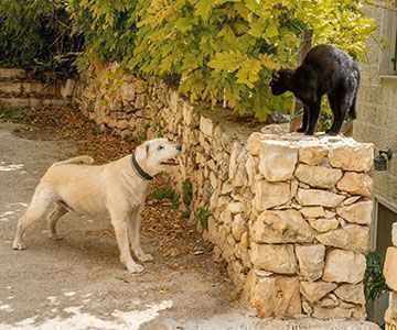 Gesammelte Erfahrungen spielen beim Gewöhnen von Katze und Hund eine Rolle